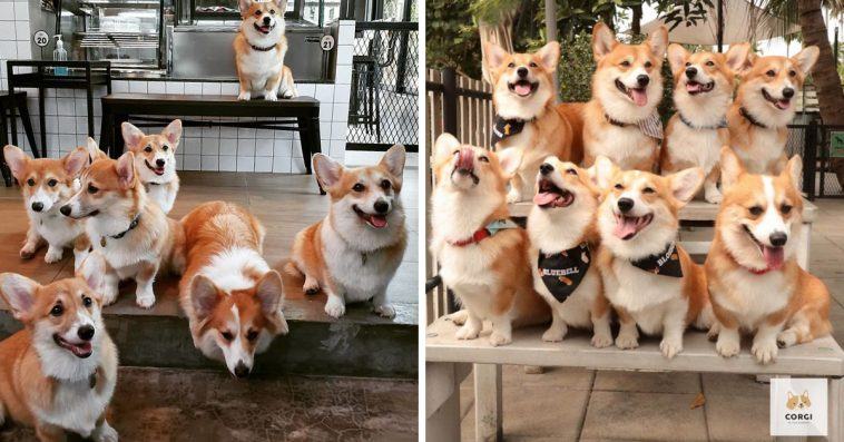 Corgi Paradise: Corgi Cafe allows guests to pet and play with Corgis, it's every dog ​​lover's dream