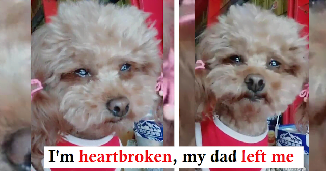 Cute dog 'cries out of tears' when he hears that his owner doesn't need him anymore