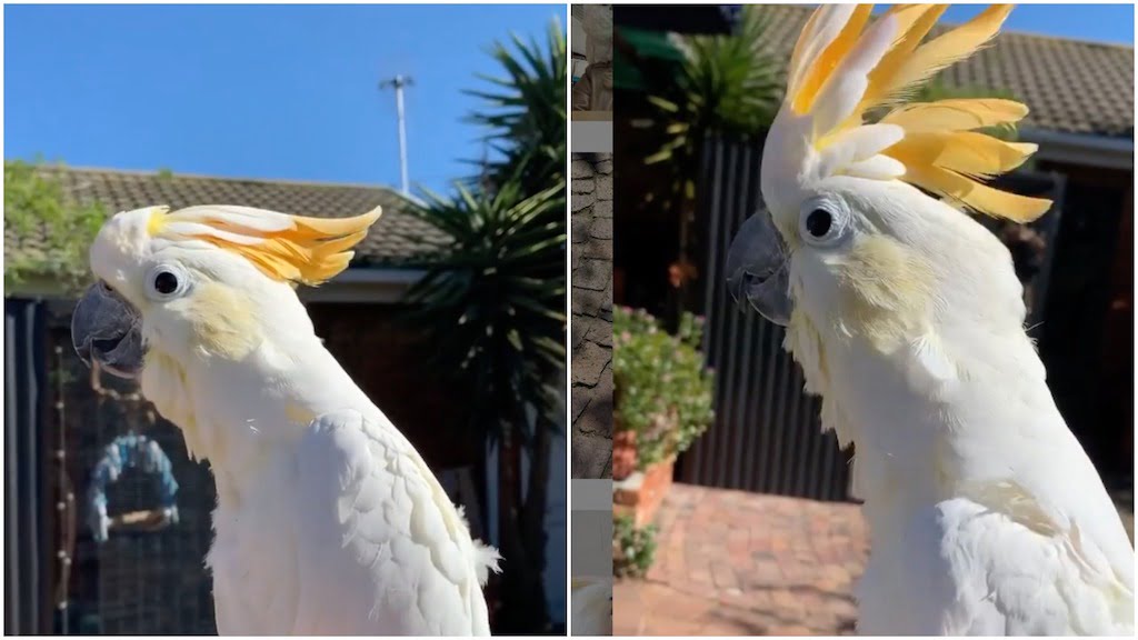 Cute footage shows a hilarious cockatoo barking like a dog and meowing like a cat