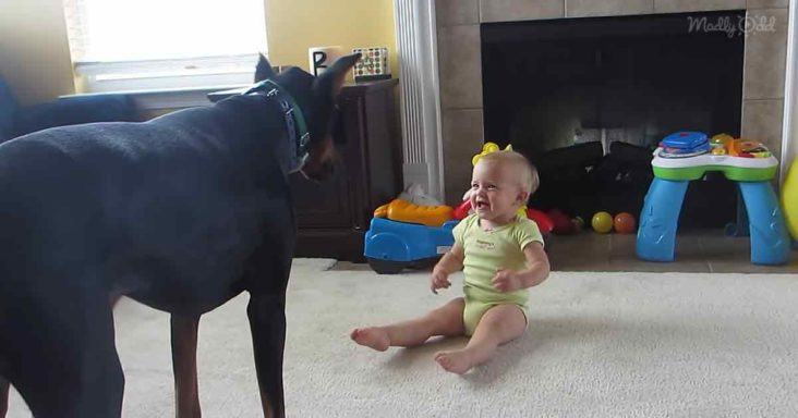 Doberman has a great time making kids laugh