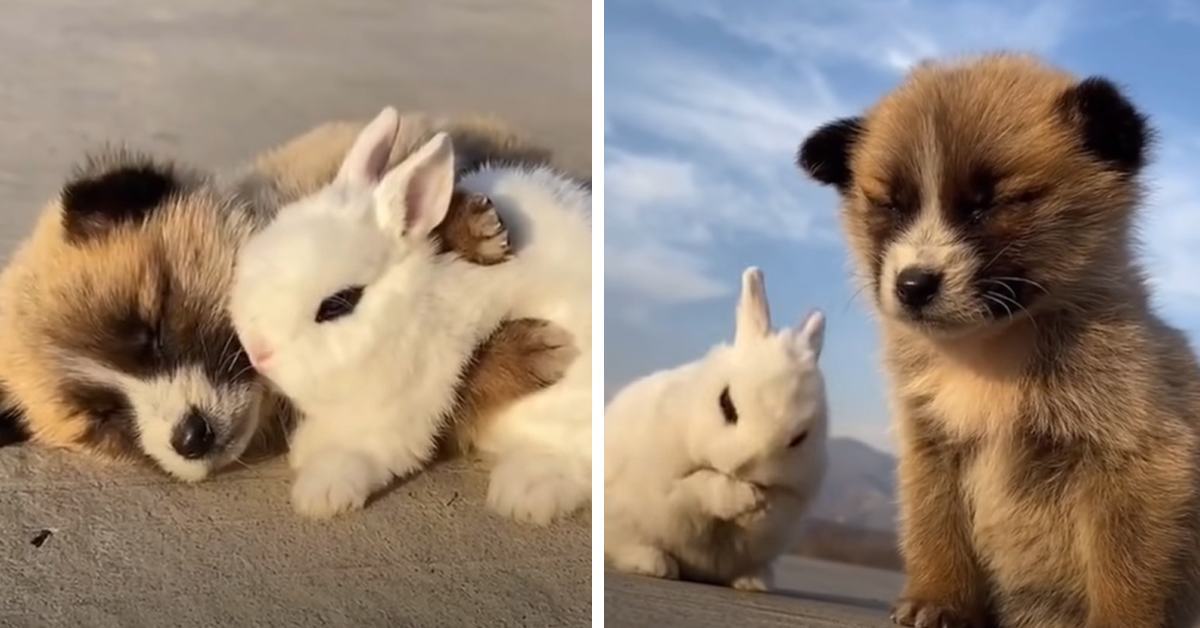 Dog and his bunny friend sleeping together and cuddling