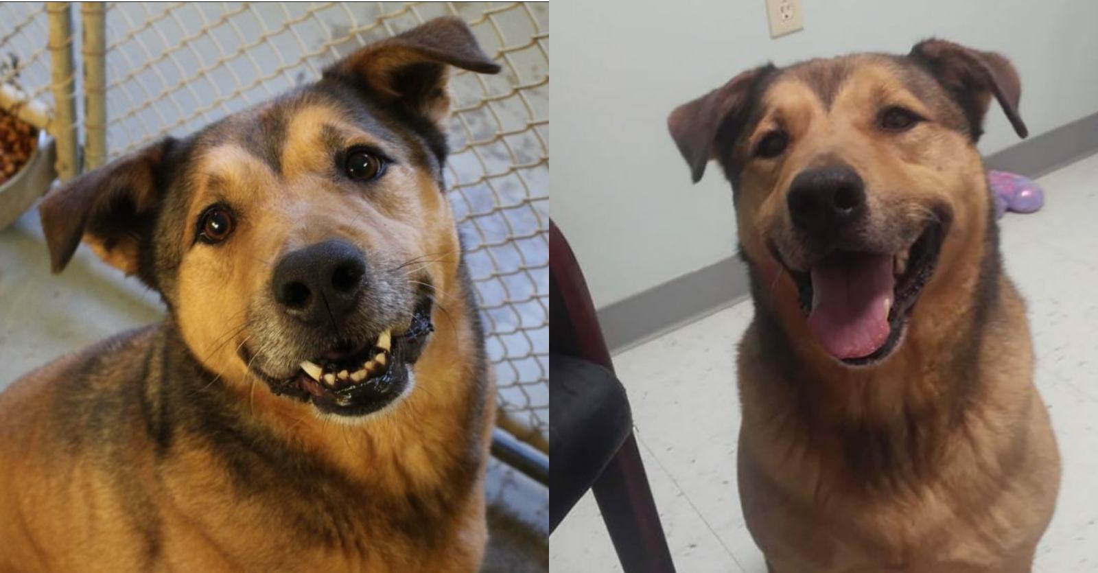 Dog can't believe he's been abandoned after 2,381 days at the shelter