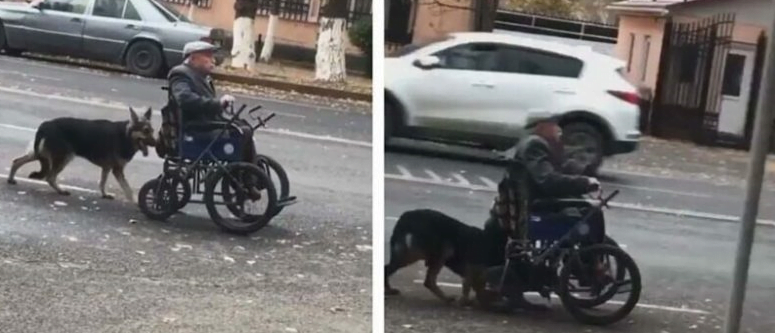 Dog helps owner move in wheelchair