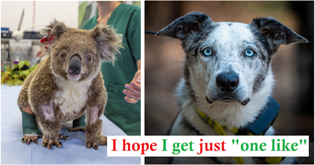 Dog honored in Australia for saving 100 koalas