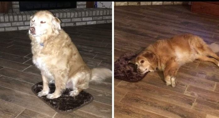 Dog owner accidentally put a small bed for his big dog, but he is a good dog and loves it anyway