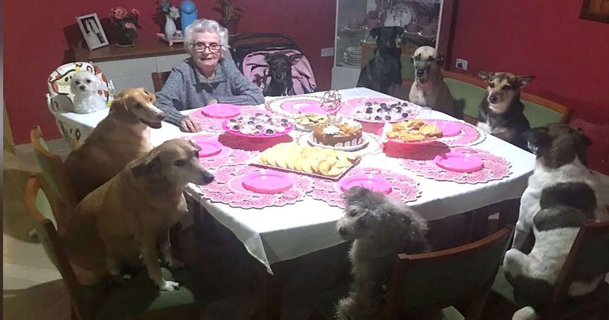 Dogs threw the cutest birthday party for Grandma's 89th birthday