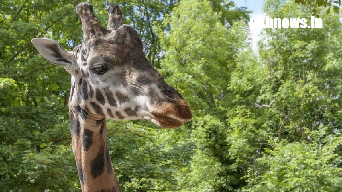 Dudley Zoo has announced the death of one of the UK's oldest male giraffes