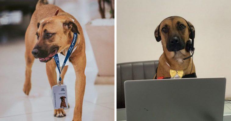 Every day, a stray dog ​​visits a car dealership, gets his badge, and gets a "job".