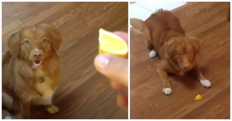 Excited dog loves to taste a slice of lemon, but immediately freaks out with pure reactions