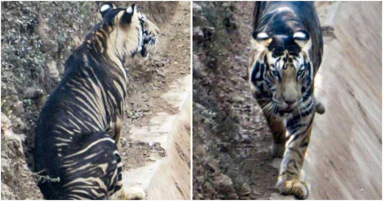 Extremely angry black tiger caught on camera in India