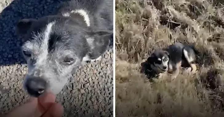 Faithful Dog Waits By His Injured Friend For 6 Hours Until Rescuers Arrives