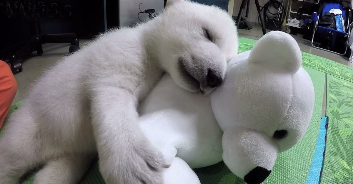 Film a baby polar bear sleeping with a stuffed animal making sweet and cute noises