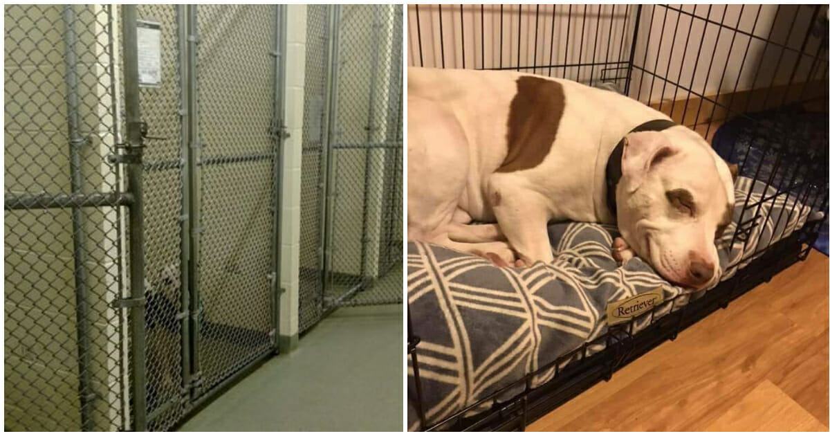 Finally, the last dog in the home was adopted and smiled knowing that he would have a home