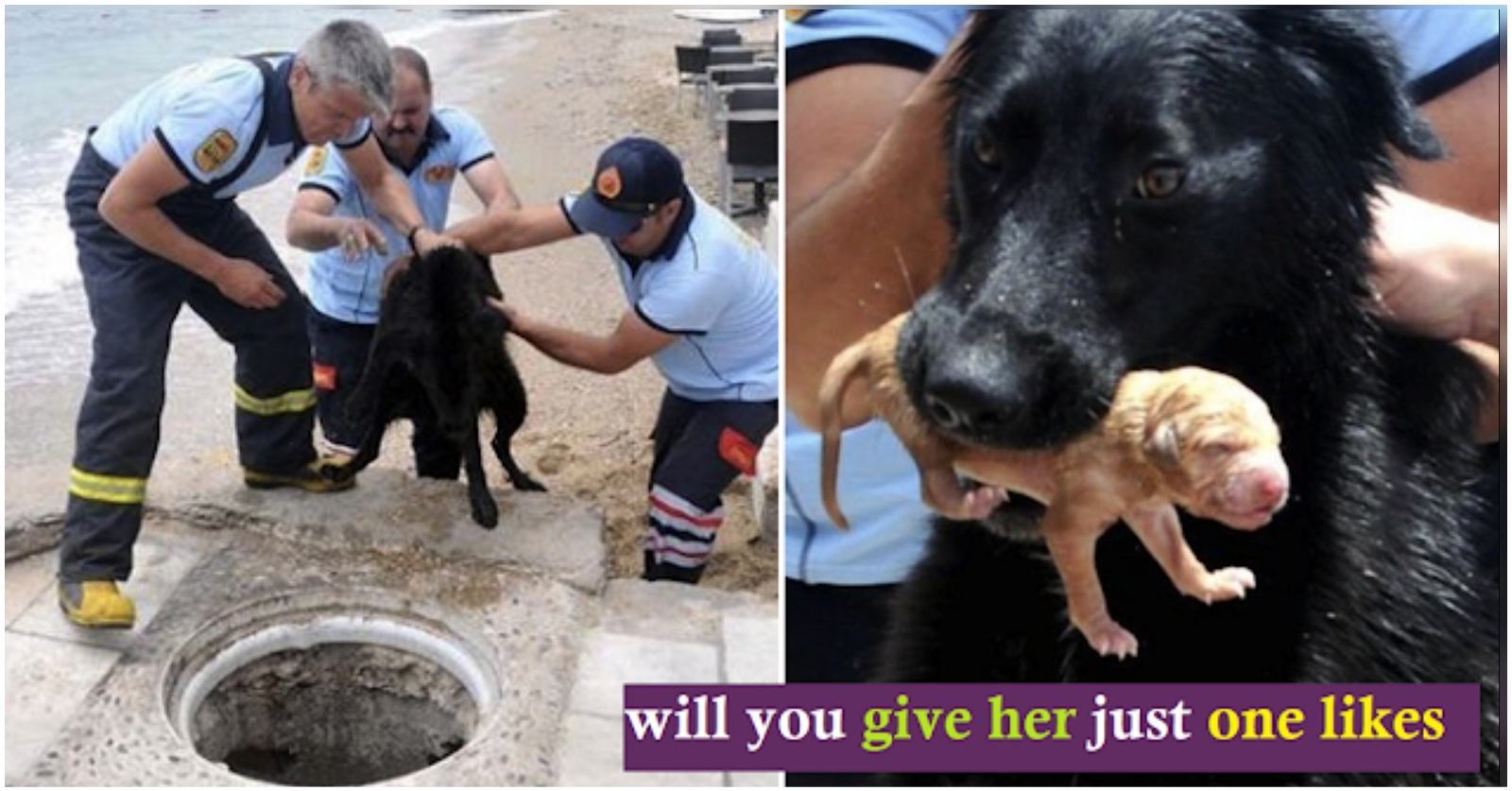 Firefighters working with a mother who rescued her puppies from the water