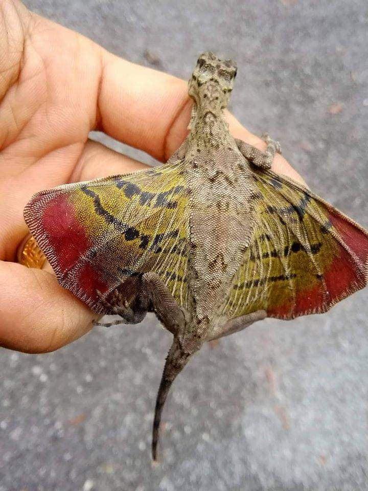 Flying kites exist and are a real miracle of nature