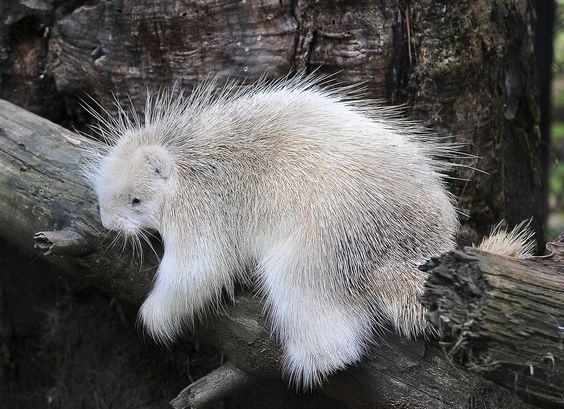 Footage.Family has a very rare encounter with a small albino animal