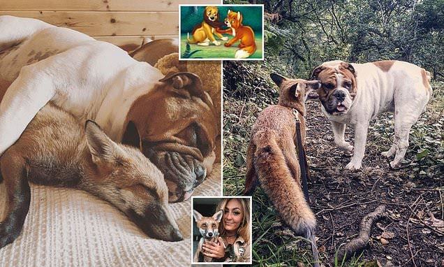 Fox and Hound in real life!  The fox cub 'cannot be separated' from his bulldog friend as they cuddle and play together like in the Disney movies