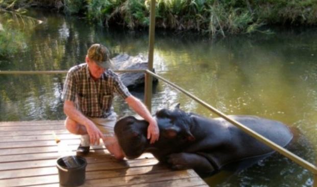 Friendship lasted nearly 18 years: The kind man who saved the hippo was rewarded with a big surprise by the giants