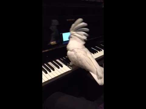 Funny cockatoo video on the piano