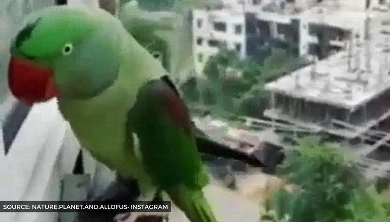 Funny footage.  Funny parrot knocks on the window to call mom over and over again