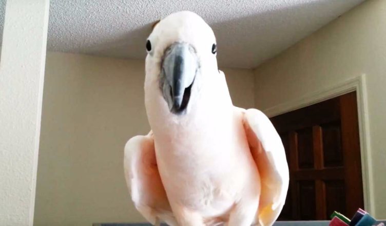 Funny footage.  The talkative parrot has something very important to say - he's too good