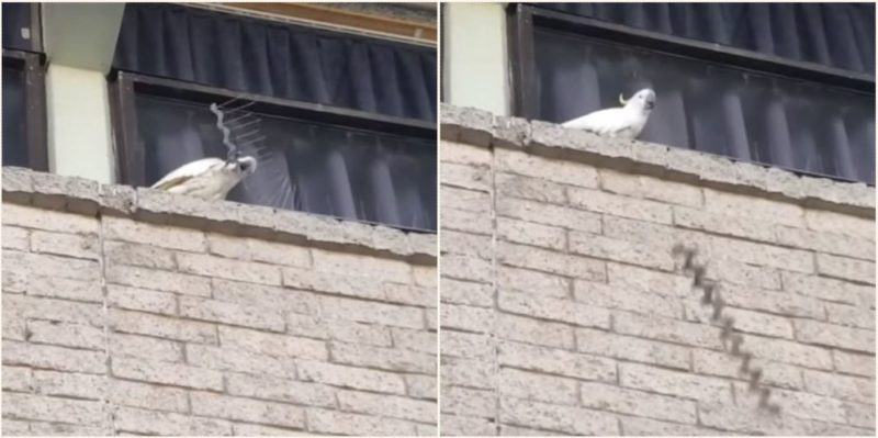 Funny footage of a crazy cockatoo.  Angry cockatoo destroys a row of spikes against nesting