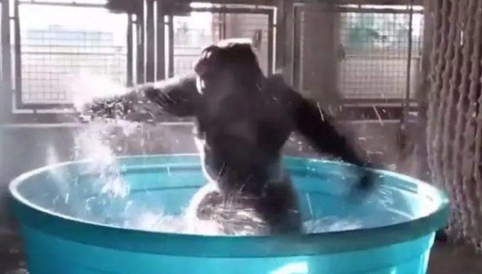 Funny videos.  This funny gorilla gives new meaning to shower dancing