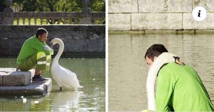 Gardener was spotted stroking and "talking" to a white swan at the end of his working hours