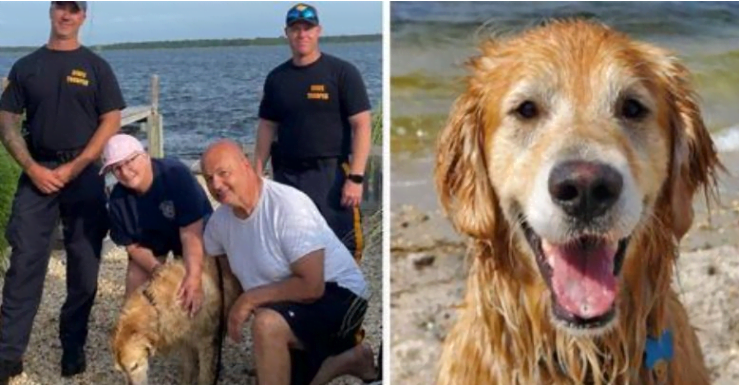 Golden Retriever has been missing for 16 days and this is what he did for two weeks