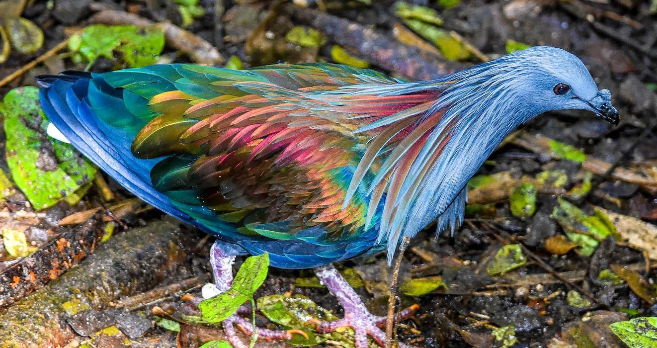 Gorgeous pictures.  The Nicobar Pigeon is enchanting with its vivid colors!