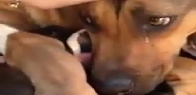 Great footage.  The dog started to cry when he felt his cubs were saved