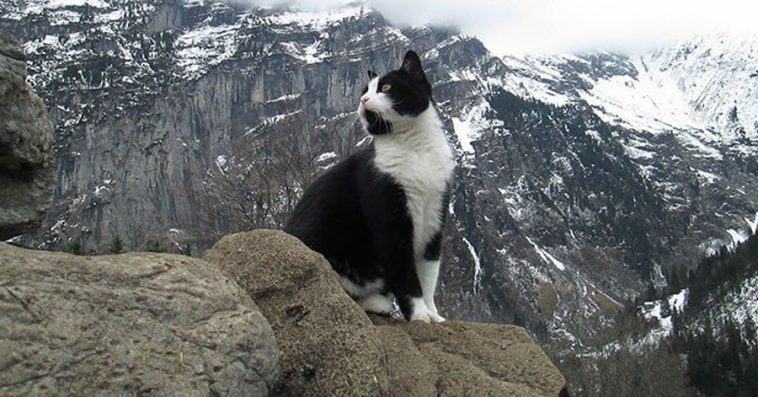 Great footage.  This cat with an unusual heroic spirit led a lost climber down a mountain in Switzerland