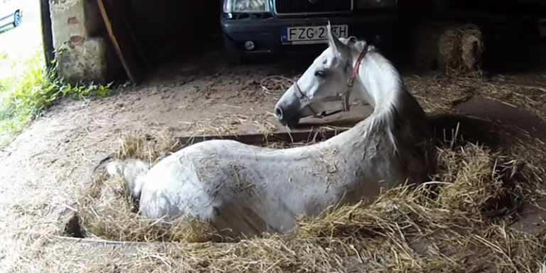 Great scene.  Man whispers in horse's ear "don't die", touching moment