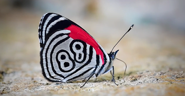 Great story.  The lucky number 88 appears on the wings of this amazingly beautiful butterfly