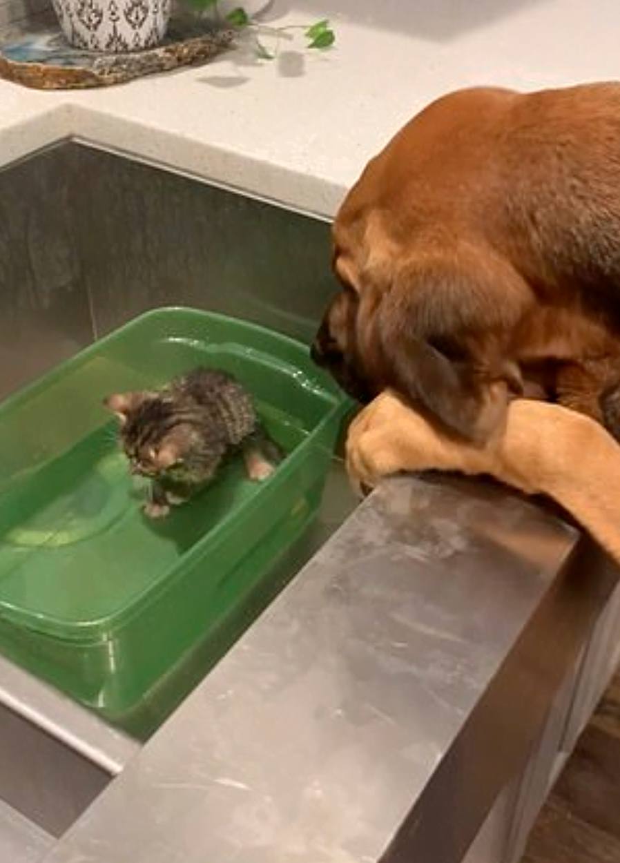 Great video.  A giant dog comforts a tiny rescue kitten while bathing