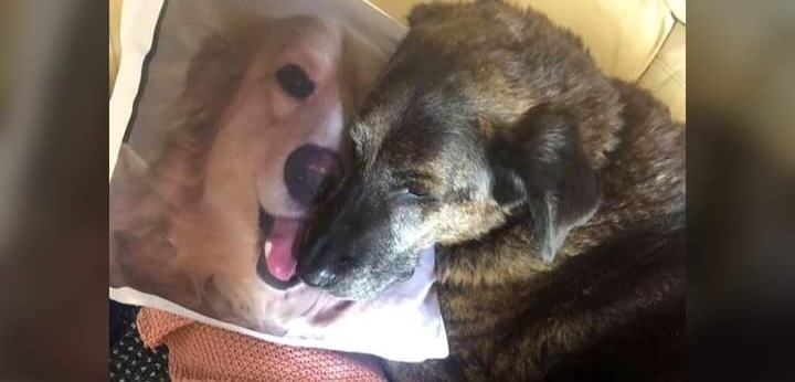 Grieving dog constantly hugs his deceased brother's pillow