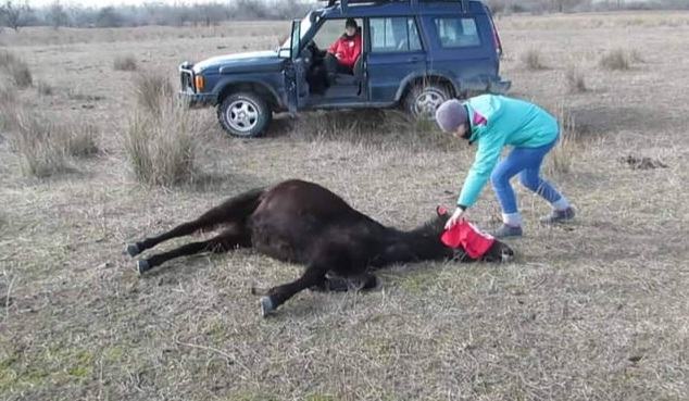 He freed the chained horse, not knowing that he would be 'thanked' for the rest of his life