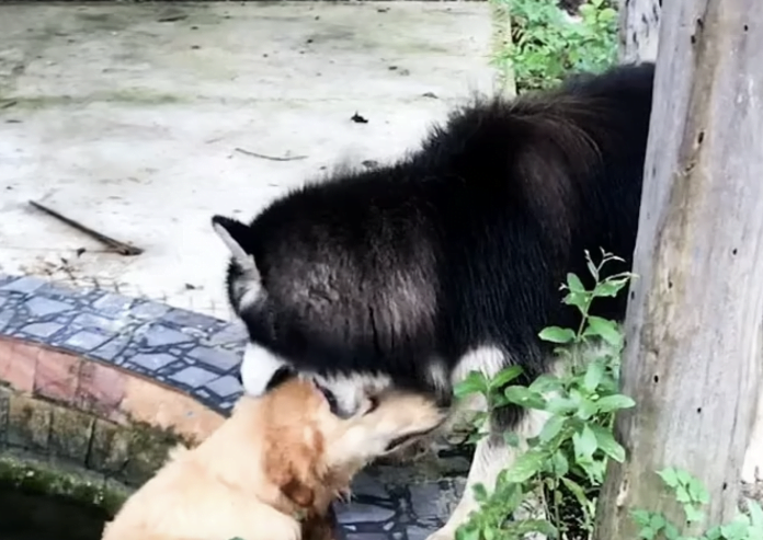 Heartwarming footage shows Hero Husky pulling his stranded brother out of a muddy lake