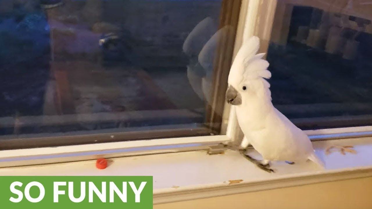 Heartwarming reaction.  Cockatoos go crazy every time they see their owner come home