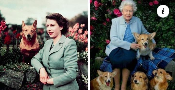 Here's What's Happening to Queen Elizabeth's Dogs