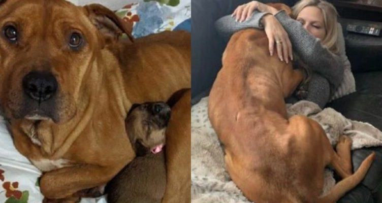 Heroic mother: Doug starved and froze to death for months without letting her 5 puppies starve