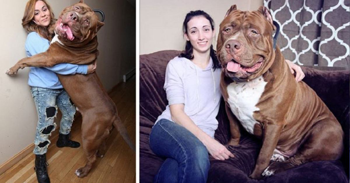 Hulk weighs 173 kg, possibly the biggest pit bull in the world and is still growing