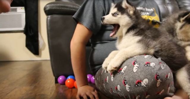 Husky puppy talks honestly with mom about bath time