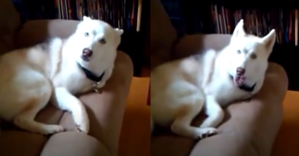 Husky was asked to go to his kennel, then he replied in pure "English"