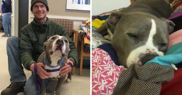 IMAGE.  A rescue dog was trapped in a shelter for 94 days before its 'favorite volunteer' finally brought it home!!!