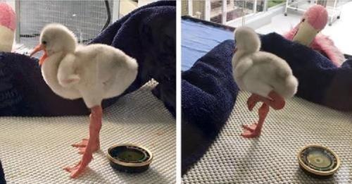 Ice.  A cute baby flamingo tries his best to become an adult, and instead becomes an internet phenomenon