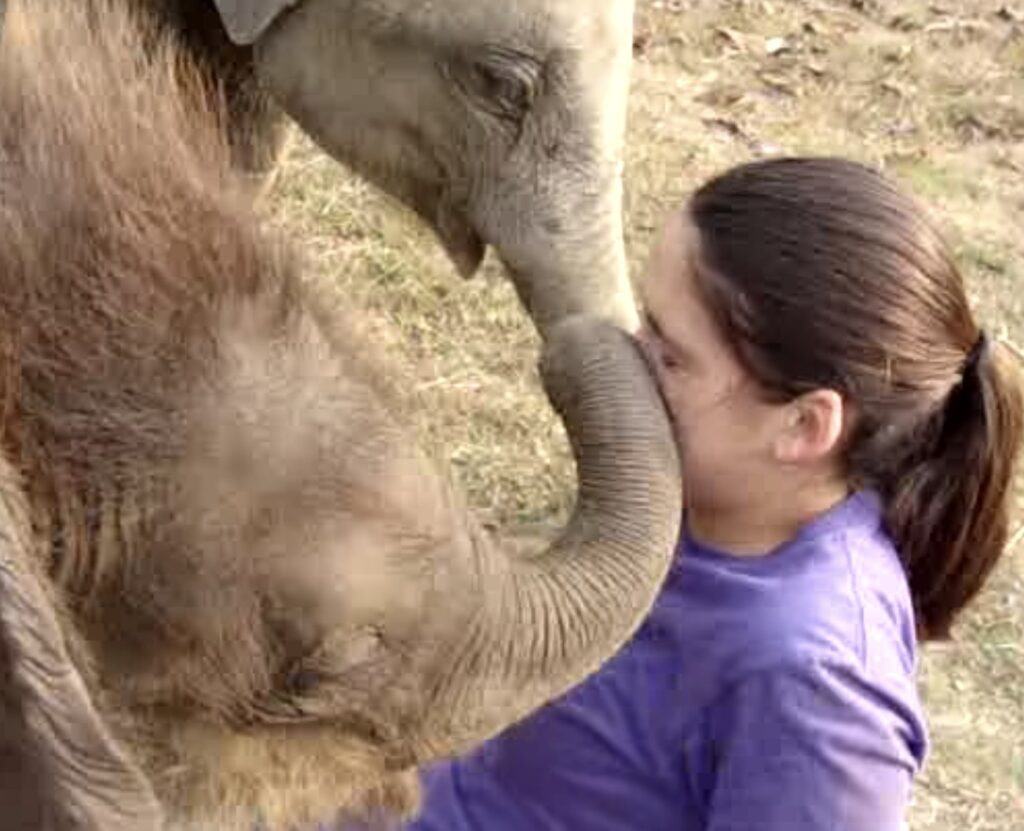 Ice.  A cute innocent baby elephant looking for a little girl's trunk!