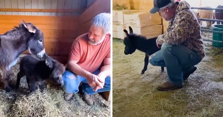 Ice.  A cute little donkey playfully kicks her dad whenever she wants attention