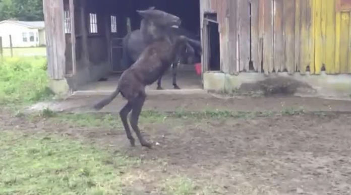 Ice.  A dancing mule is too excited to impress her mother, but slips in the wet mud