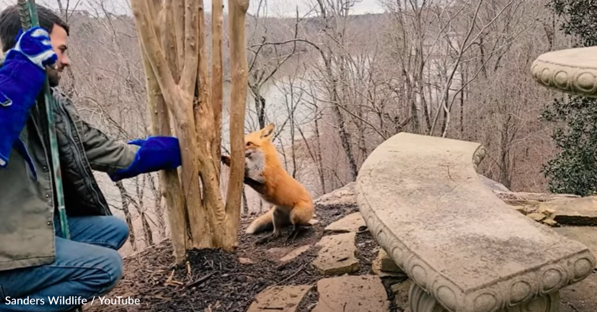 Ice.  A man helps free a fox stuck in a tree